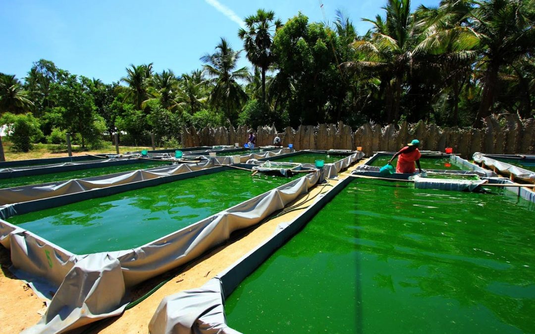 La spiruline : un super aliment équitable contre la malnutrition
