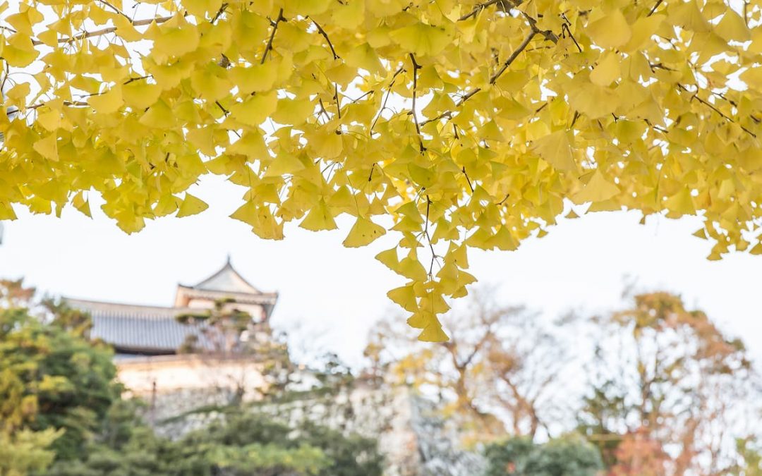 Ginkgo biloba, sa consommation est-elle équitable ? 