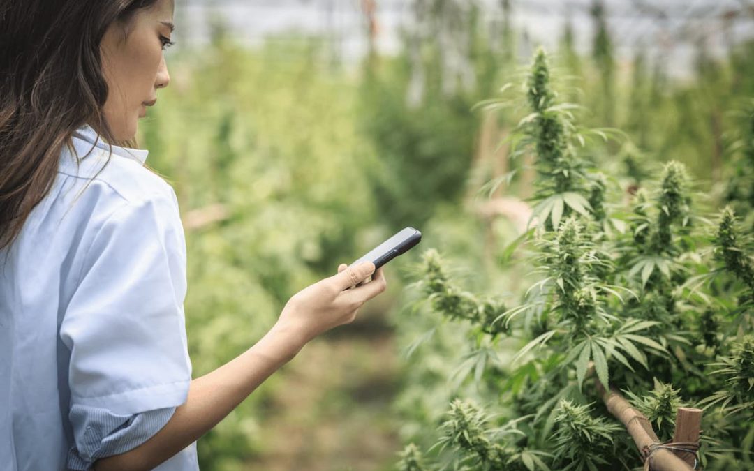 L’industrie du CBD : un secteur en pleine expansion