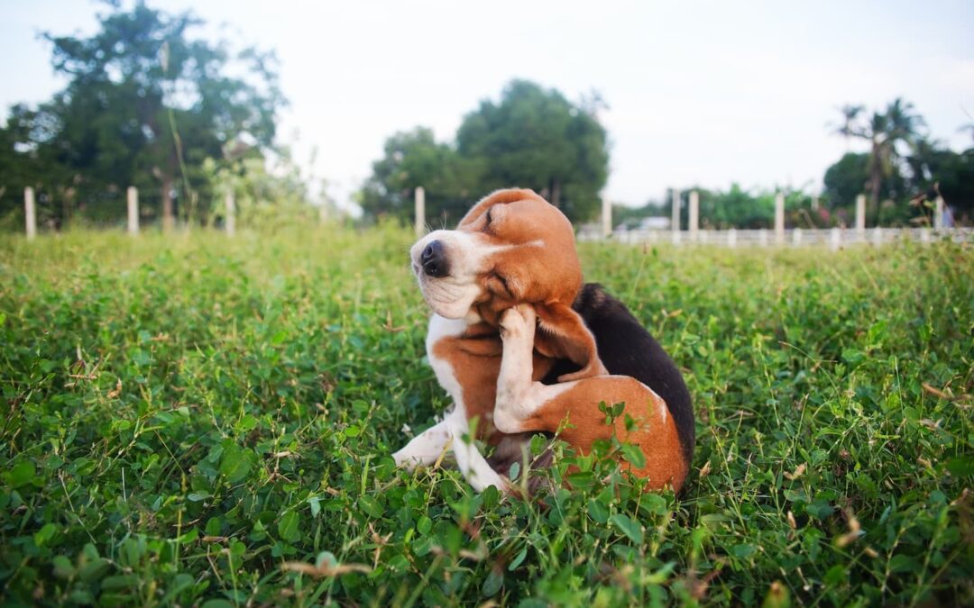 Démangeaisons chez le chien : comprendre et soulager naturellement